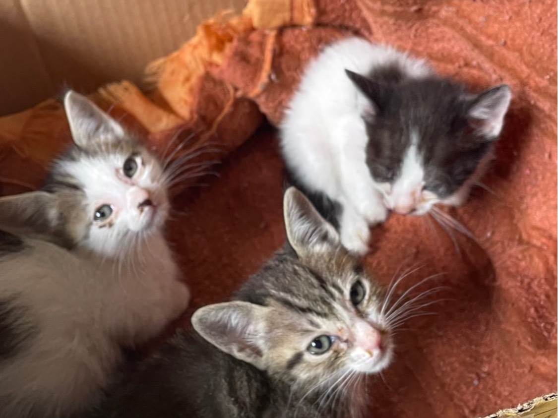 Gato ra a SRD-ViraLata idade 2 a 6 meses nome Gatinhos 