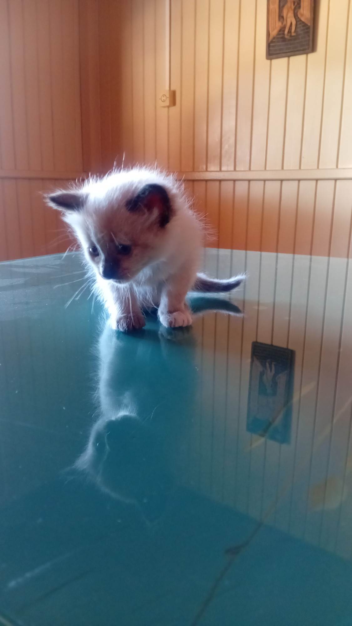 Gato ra a Siamês idade Abaixo de 2 meses nome Gatinha