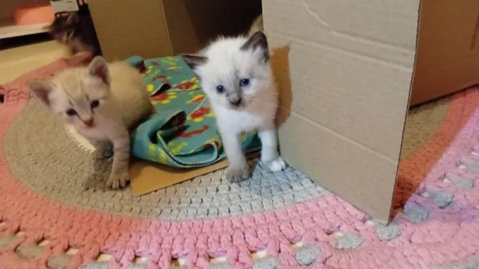Gato ra a Siamês idade Abaixo de 2 meses nome Gatinha