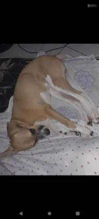 Cachorro ra a Fila idade 7 a 11 meses nome Zeus 