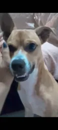 Cachorro ra a Fila idade 7 a 11 meses nome Zeus 
