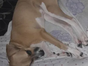 Cachorro raça Fila idade 7 a 11 meses nome Zeus 