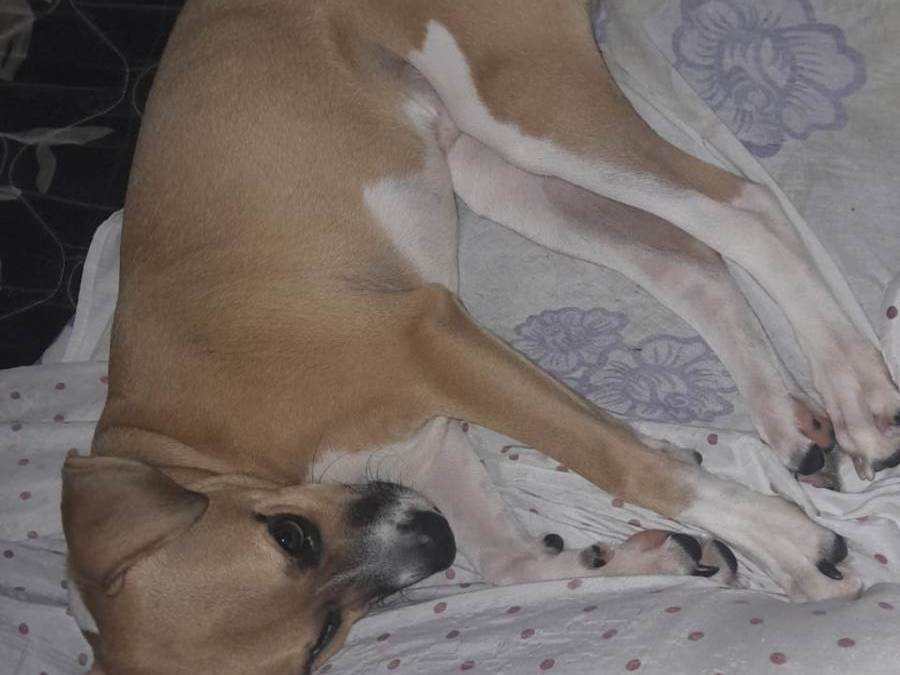 Cachorro ra a Fila idade 7 a 11 meses nome Zeus 