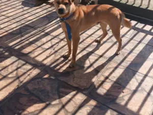 Cachorro ra a SRD-ViraLata idade 2 anos nome Caramelo 