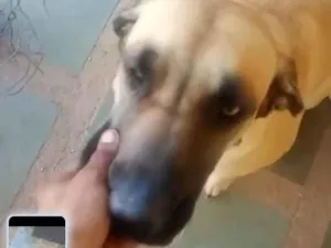 Cachorro ra a Fila idade 2 anos nome Janja
