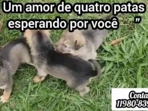 Cachorro raça SRD-ViraLata idade Abaixo de 2 meses nome Sem nome