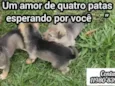 Cachorro ra a SRD-ViraLata idade Abaixo de 2 meses nome Sem nome