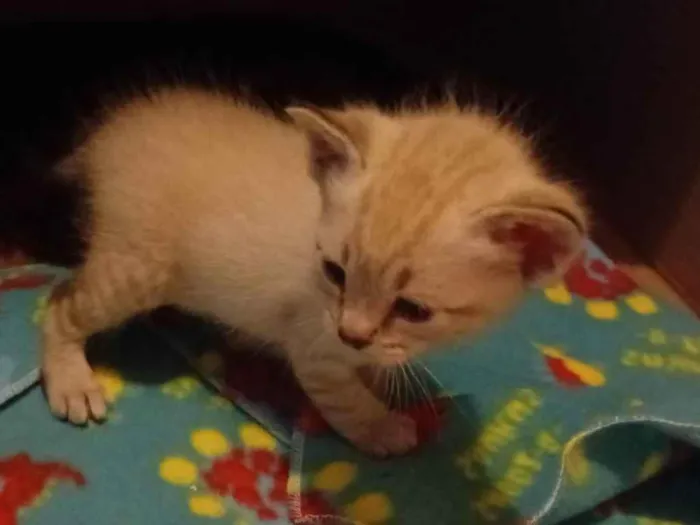 Gato ra a Siamês idade Abaixo de 2 meses nome Filhote