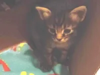 Gato raça Siamês idade Abaixo de 2 meses nome Gatinho