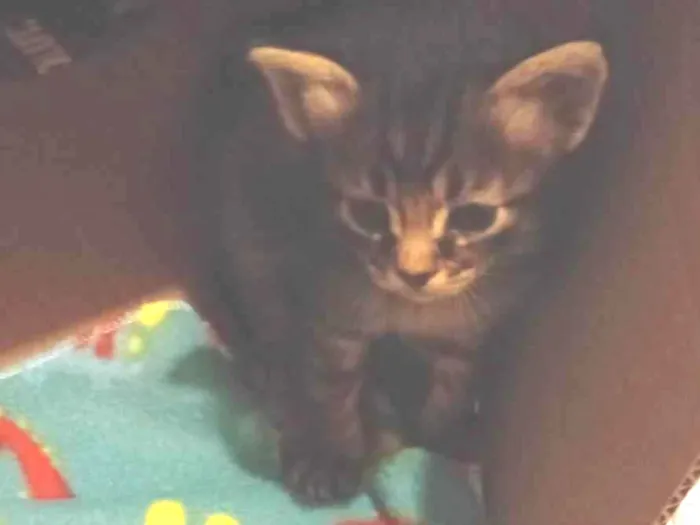 Gato ra a Siamês idade Abaixo de 2 meses nome Gatinho