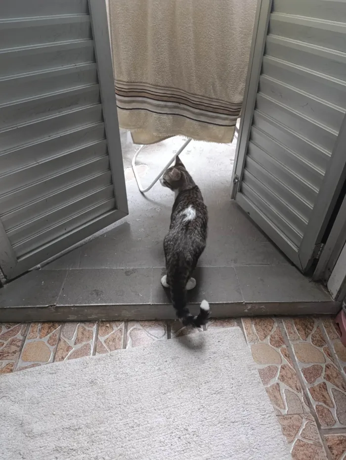 Gato ra a SRD-ViraLata idade Abaixo de 2 meses nome Kenai