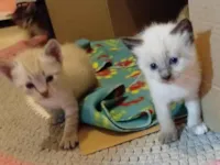 Gato raça Siamês idade Abaixo de 2 meses nome Gatinha