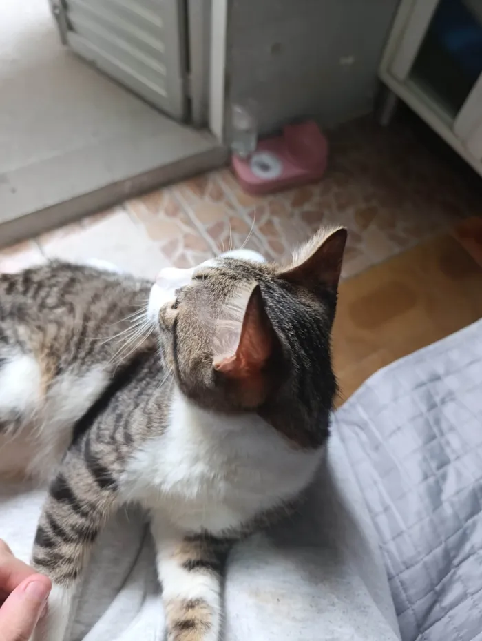 Gato ra a SRD-ViraLata idade Abaixo de 2 meses nome Kenai