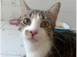 Gato raça SRD-ViraLata idade Abaixo de 2 meses nome Kenai