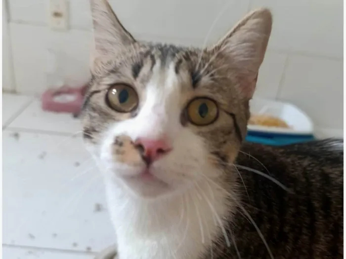 Gato ra a SRD-ViraLata idade Abaixo de 2 meses nome Kenai