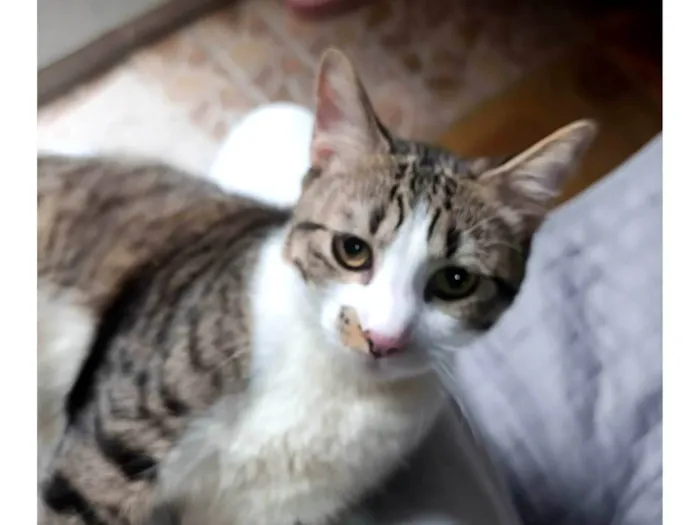 Gato ra a SRD-ViraLata idade Abaixo de 2 meses nome Kenai