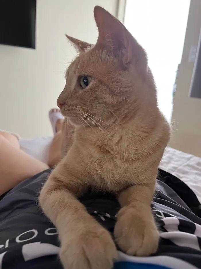 Gato ra a SRD-ViraLata idade 1 ano nome Ron Wesley