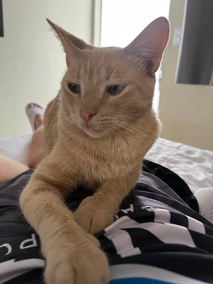 Gato ra a SRD-ViraLata idade 1 ano nome Ron Wesley