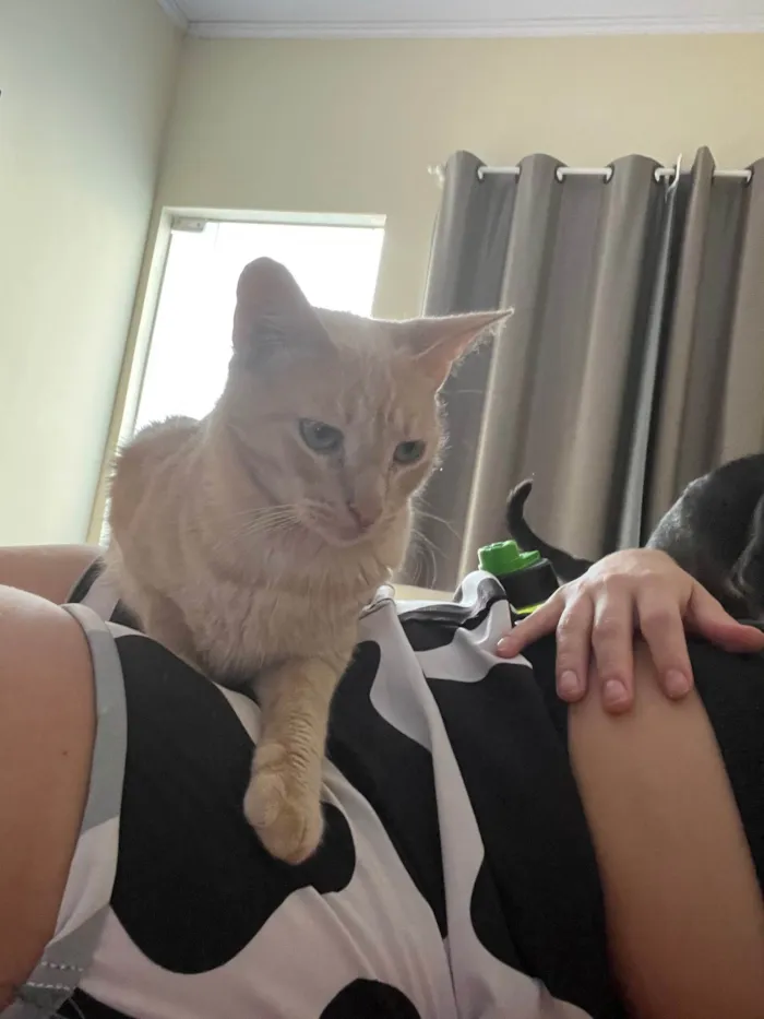 Gato ra a SRD-ViraLata idade 1 ano nome Ron Wesley