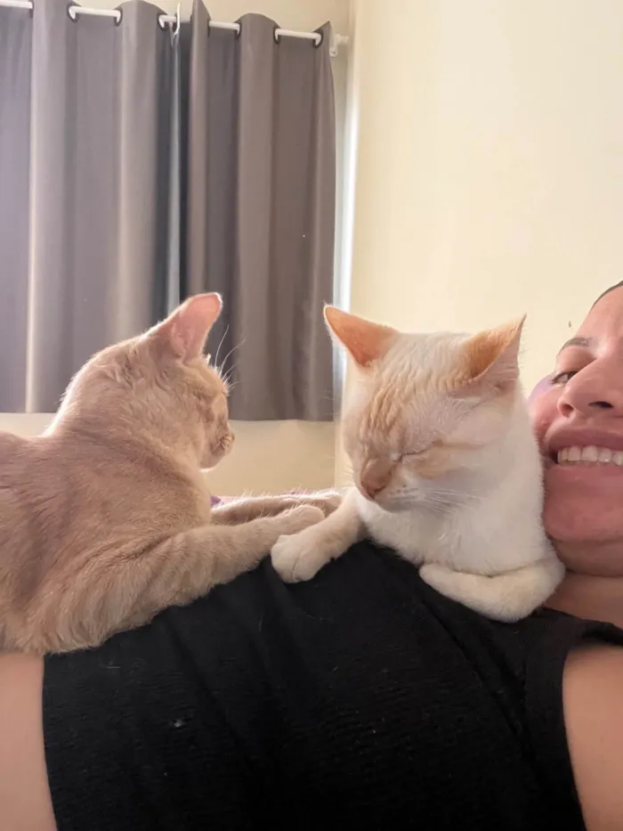 Gato ra a SRD-ViraLata idade 1 ano nome Ron Wesley