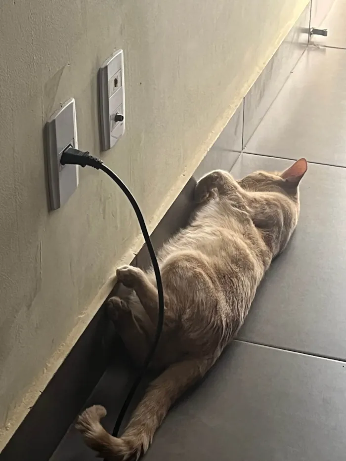 Gato ra a SRD-ViraLata idade 1 ano nome Ron Wesley