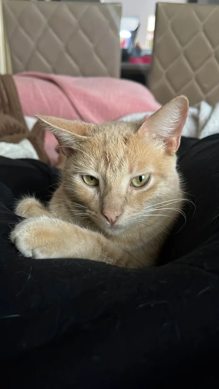 Gato ra a SRD-ViraLata idade 1 ano nome Ron Wesley