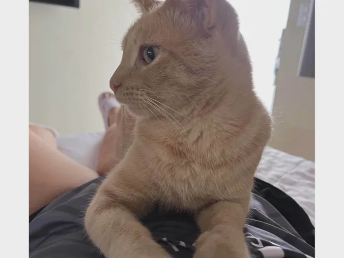 Gato ra a SRD-ViraLata idade 1 ano nome Ron Wesley