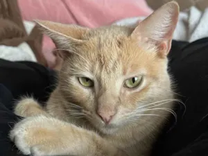 Gato raça SRD-ViraLata idade 1 ano nome Ron Wesley