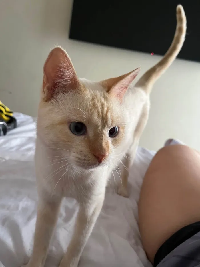 Gato ra a SRD-ViraLata idade 2 anos nome Dumbledore