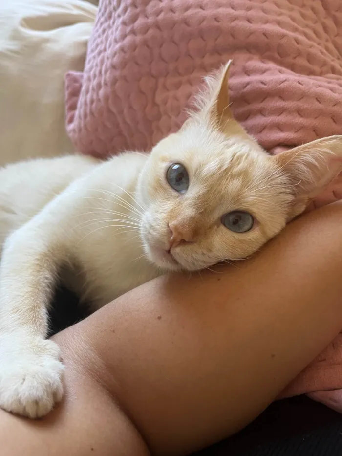 Gato ra a SRD-ViraLata idade 2 anos nome Dumbledore