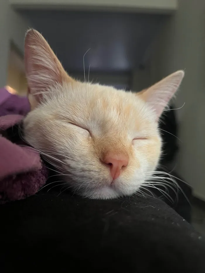 Gato ra a SRD-ViraLata idade 2 anos nome Dumbledore