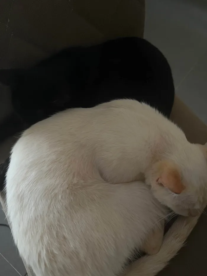 Gato ra a SRD-ViraLata idade 2 anos nome Dumbledore