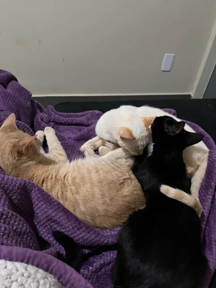 Gato ra a SRD-ViraLata idade 2 anos nome Dumbledore