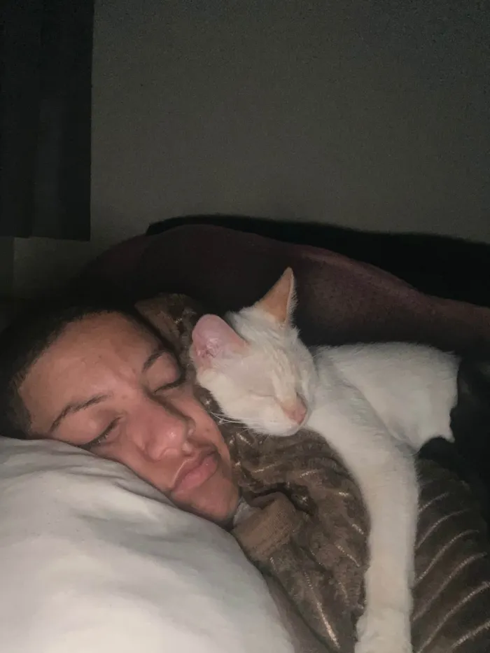 Gato ra a SRD-ViraLata idade 2 anos nome Dumbledore