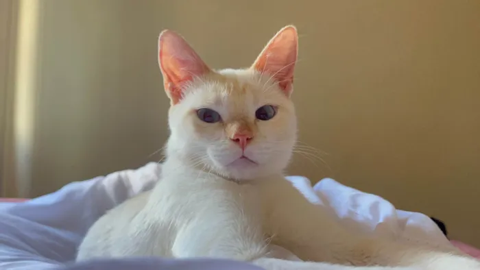 Gato ra a SRD-ViraLata idade 2 anos nome Dumbledore