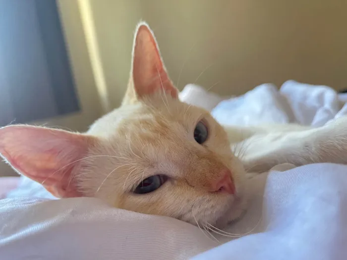 Gato ra a SRD-ViraLata idade 2 anos nome Dumbledore