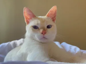 Gato raça SRD-ViraLata idade 2 anos nome Dumbledore