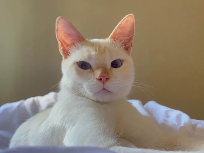 Gato ra a SRD-ViraLata idade 2 anos nome Dumbledore