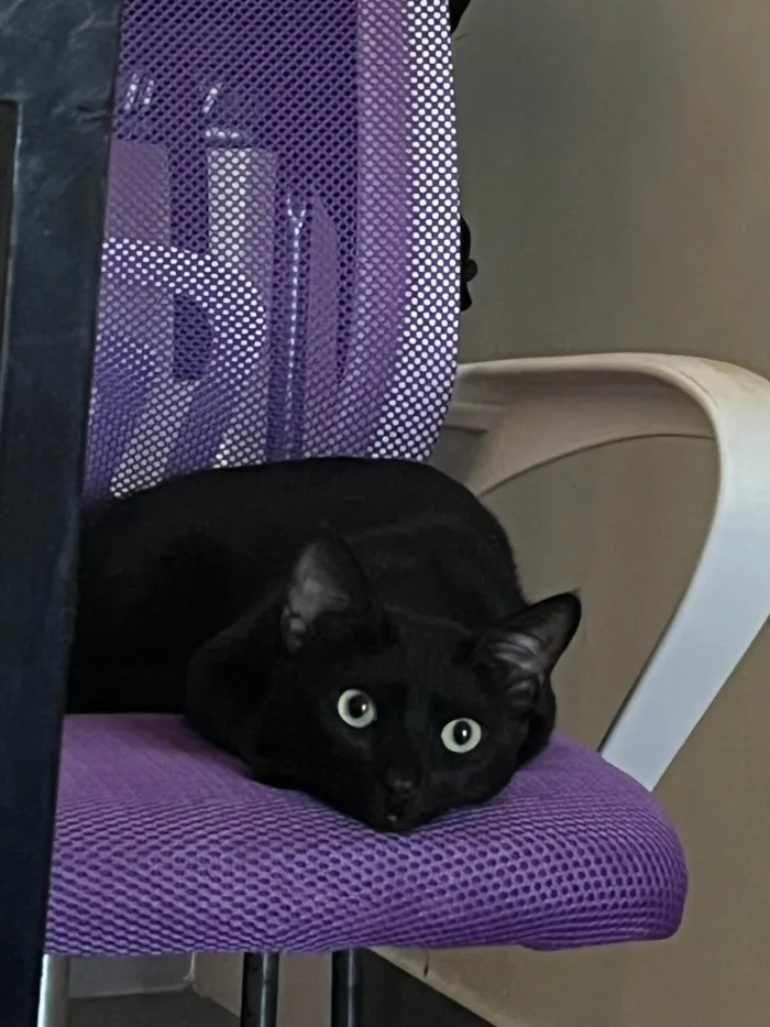 Gato ra a SRD-ViraLata idade 1 ano nome Snap