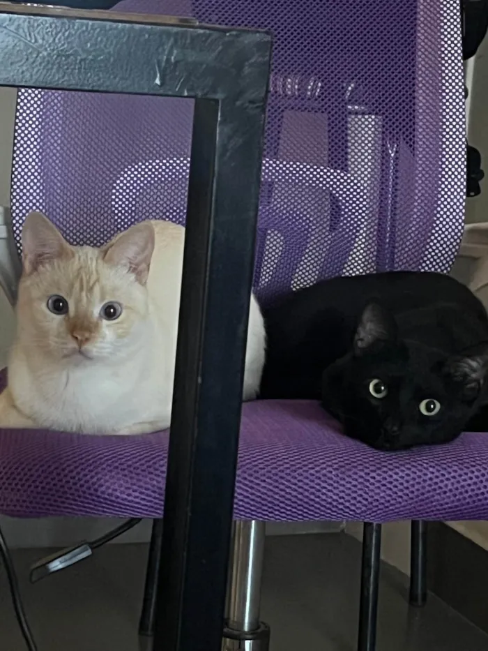 Gato ra a SRD-ViraLata idade 1 ano nome Snap