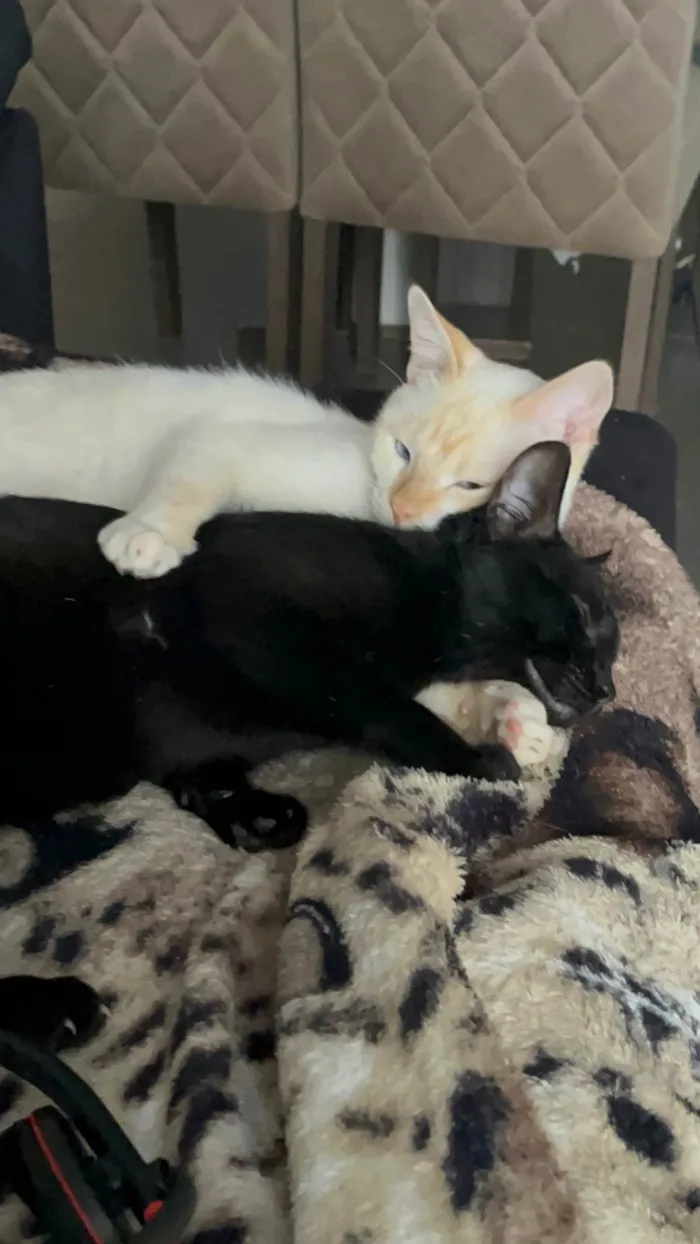 Gato ra a SRD-ViraLata idade 1 ano nome Snap