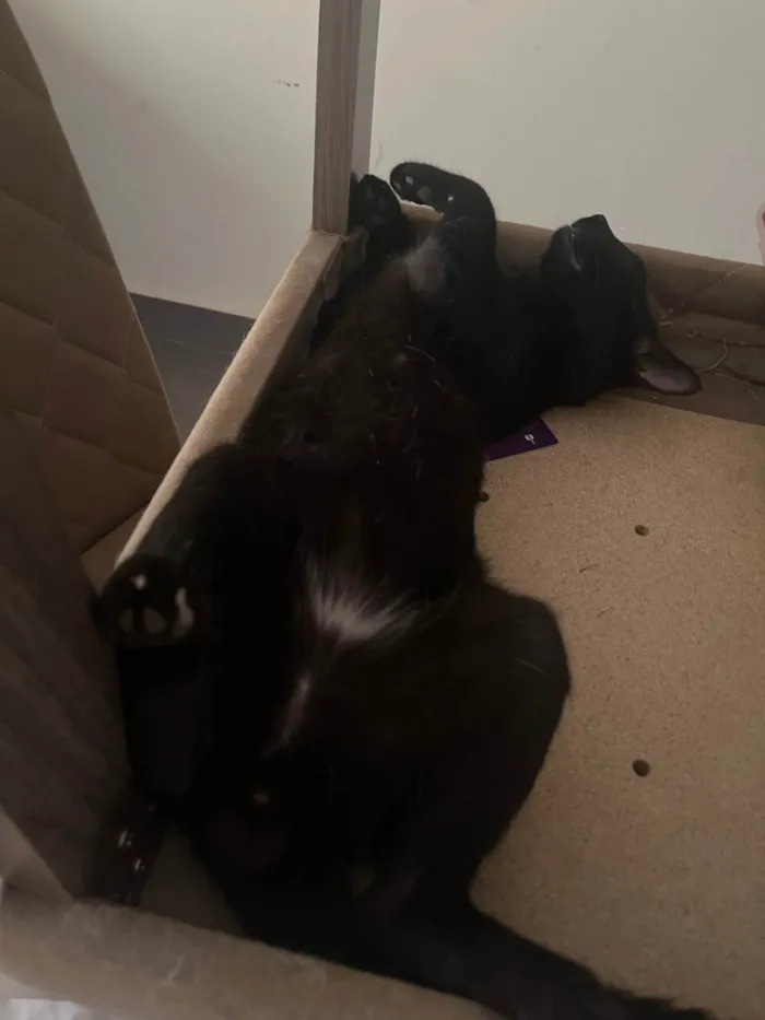 Gato ra a SRD-ViraLata idade 1 ano nome Snap