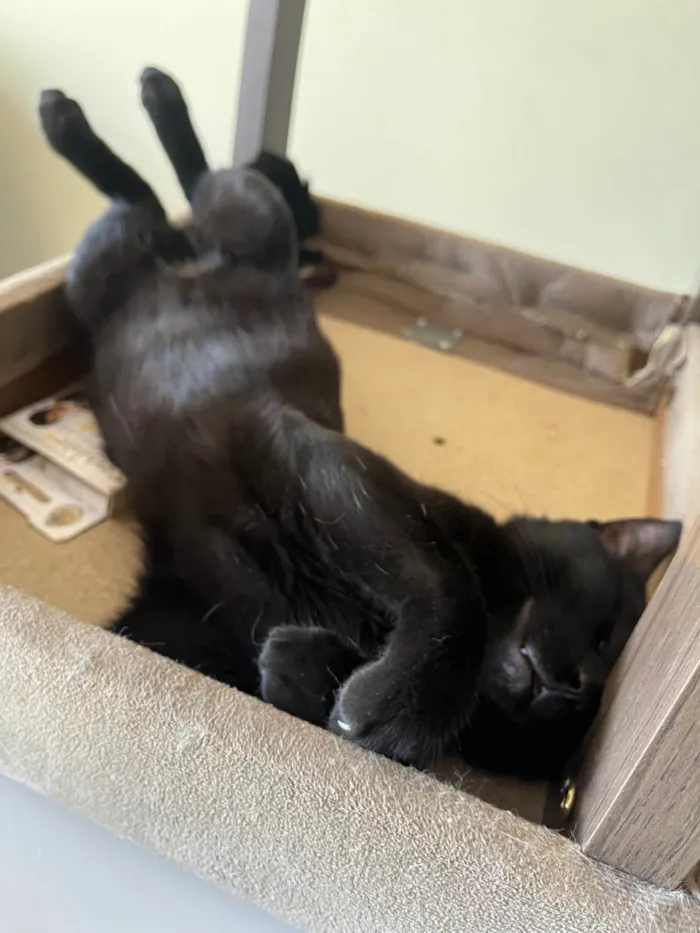 Gato ra a SRD-ViraLata idade 1 ano nome Snap