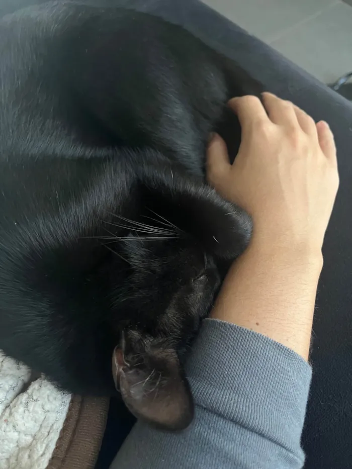 Gato ra a SRD-ViraLata idade 1 ano nome Snap