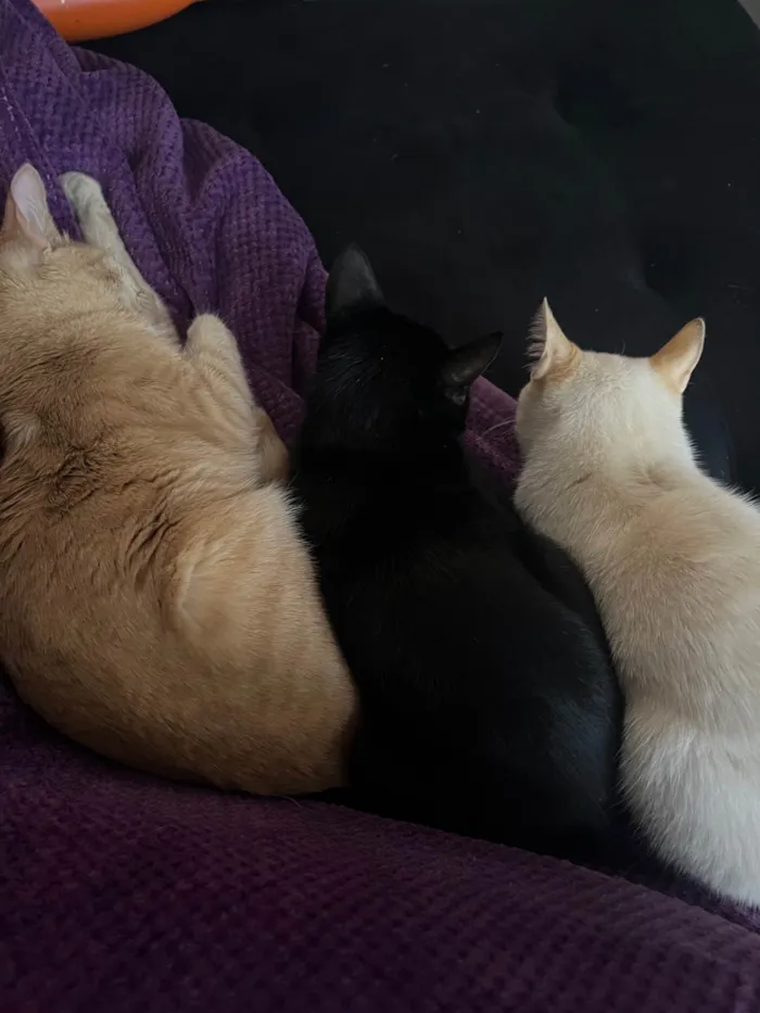 Gato ra a SRD-ViraLata idade 1 ano nome Snap