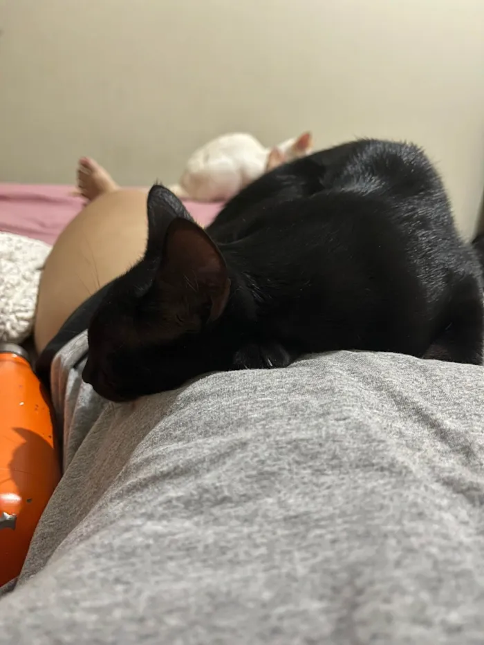 Gato ra a SRD-ViraLata idade 1 ano nome Snap