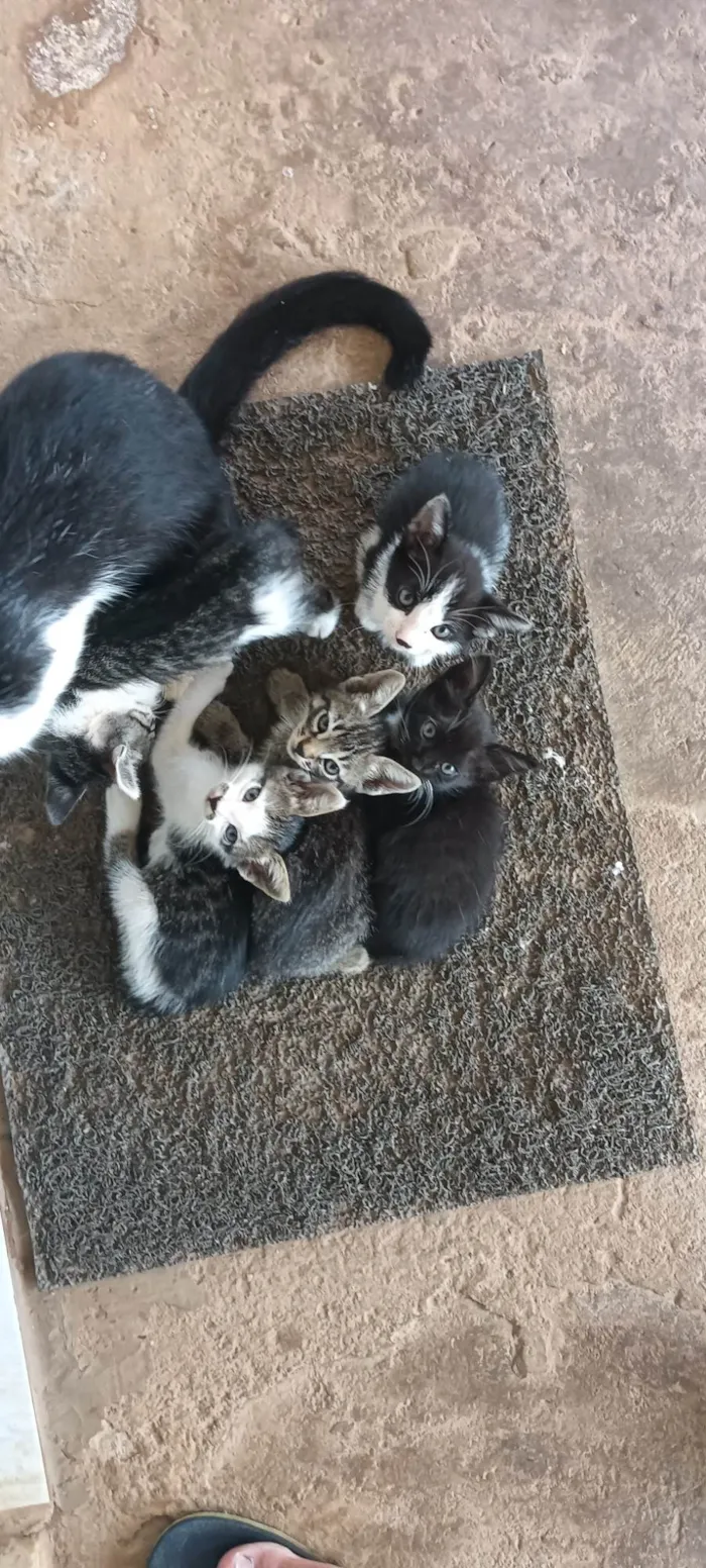 Gato ra a SRD-ViraLata idade 2 a 6 meses nome Não tem nome ainda 