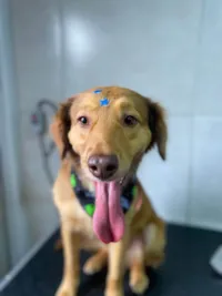 Cachorro ra a SRD-ViraLata idade 2 anos nome Pitoco