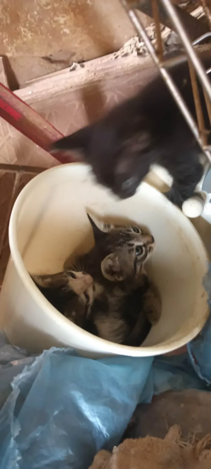 Gato ra a SRD-ViraLata idade 2 a 6 meses nome Não tem nome ainda 