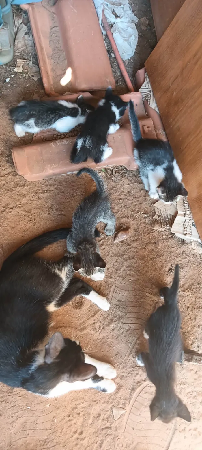 Gato ra a SRD-ViraLata idade 2 a 6 meses nome Não tem nome ainda 